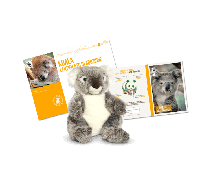 Adozione koala wwf